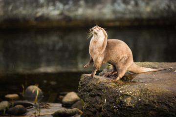 Majestic photograph of a wild otter on a rock doing strange movements with one foot or paw up in the air doing flips and stretches next to the water after going for a swim and shaking the water off