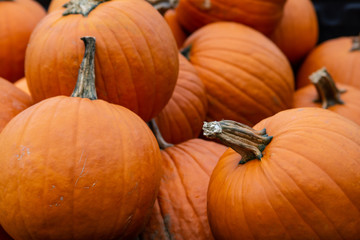 A pile of pumpkins close up with varying sizes