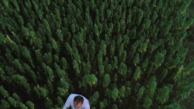 Aerial shot of scientist on marijuana field observing CBD hemp flowers with magnifying glass