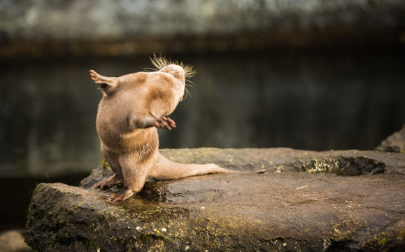 Majestic photo of a drunk looking otter stood on its hind back legs with it hands or paws in the air like jazz hands shaking water off his or hers fur looking very fun and cute showing off to tourists