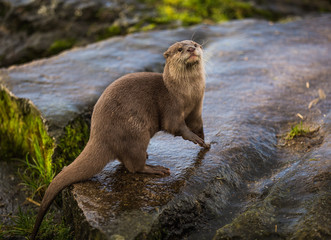 Majestic photograph of a wild otter on a rock doing strange movements with one foot or paw up in the air doing flips and stretches next to the water after going for a swim and shaking the water off