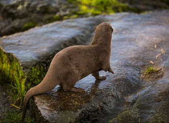 Majestic photograph image of an otter running around on rocks and stones with wet fur having a lot of fun in the zoo area allowed for it to live in even still in as a healthy animal treated well