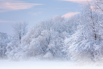 Winter landscape of a snow flocked forest, Fort Custer State Park, Michigan, USA