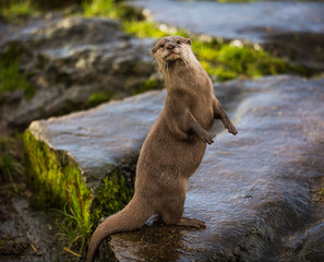 Majestic photograph of a wild otter on a rock doing strange movements with one foot or paw up in the air doing flips and stretches next to the water after going for a swim and shaking the water off