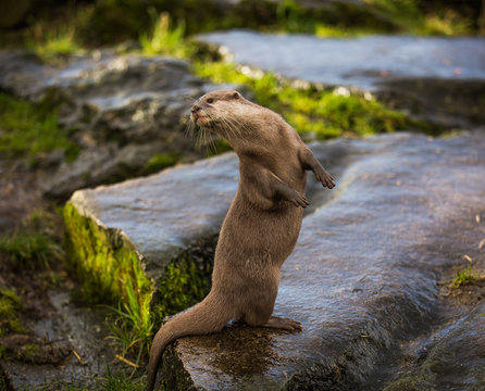 Majestic photograph of a wild otter on a rock doing strange movements with one foot or paw up in the air doing flips and stretches next to the water after going for a swim and shaking the water off