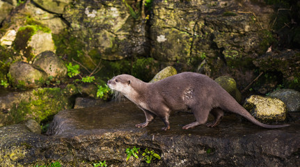 Majestic photograph image of an otter running around on rocks and stones with wet fur having a lot of fun in the zoo area allowed for it to live in even still in as a healthy animal treated well