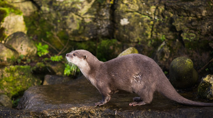 Majestic photograph image of an otter running around on rocks and stones with wet fur having a lot of fun in the zoo area allowed for it to live in even still in as a healthy animal treated well