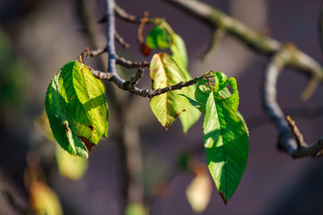 Close-up of a leaf of merry with brown spots caused by fungal diseases