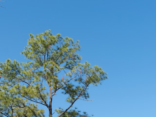 The top of pine tree