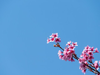 Wild Himalayan Cherry Blossom