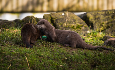 image of two otters in a zoo or the wild playfully running around each other and cuddling or hugging on a grassy bank with rocks behind. Strange behaviour of animals in captivity for tourists to view