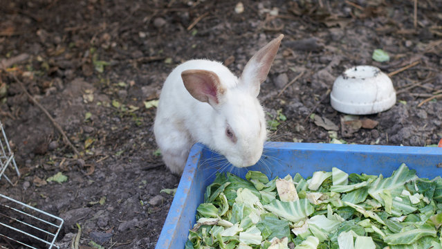 Rabbit Eating Vegetables close up  