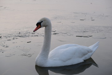 Schwan im eis