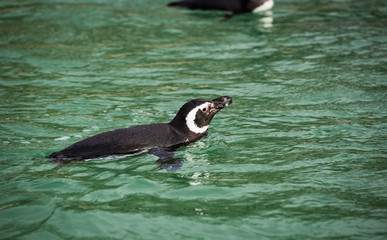 Penguins in a zoo or aquarium swimming above the lovely green fresh water black and white small fish or bird hybrids in captivity in Blackpool England. swimming around happy and un aware