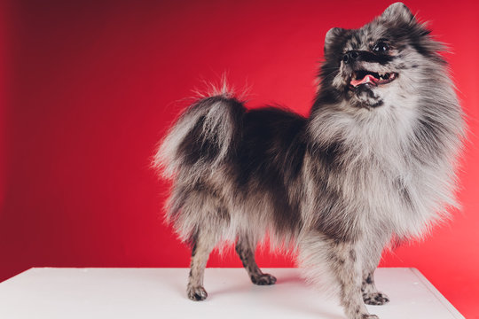 Wolf Spitz Images Browse 178 Stock Photos Vectors And Video Adobe Stock