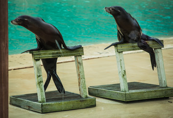 Two Seals or Sea lions on wooden podiums balancing on the flippers in-front of the pool in a Blackpool Zoo in England performing tricks and skills for an arena full of tourists for entertainment