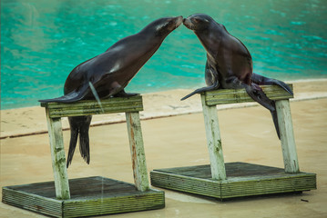 Two Seals or Sea lions kissing on wooden podiums balancing on the flippers in-front of the pool in a Blackpool Zoo in England performing tricks and skills for an arena full of tourists entertainment