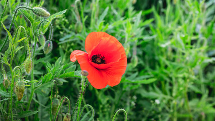Red poppy in a field among green grass_