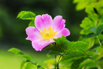 Pink flower rose hips on a dark green blurred background_
