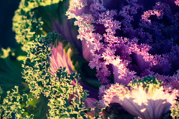 Obraz na płótnie Canvas Ornamental purple and green kale close up with lacey leaves