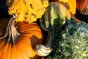 A pumpkin and gourds with kale, colorful fall close up