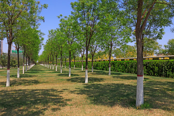 Urban Park Woodland