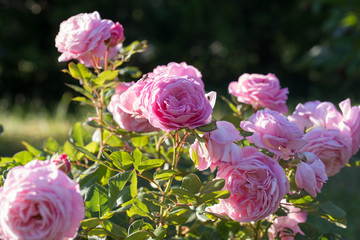 Beautiful pink rose in a garden in sunny day