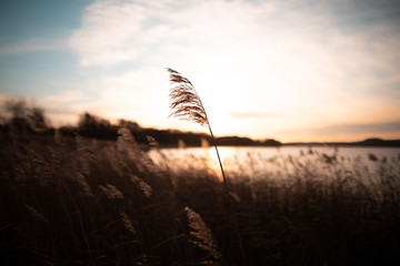 Schilf im Sonnenuntergang
