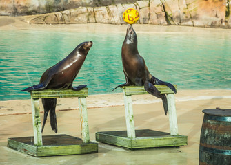 Fototapeta premium Two Sea Lions performing balancing a ball in the zoo behind glass with their trainer talking to the aquatic animals and leading them through all their tricks impressive for tourists and children .