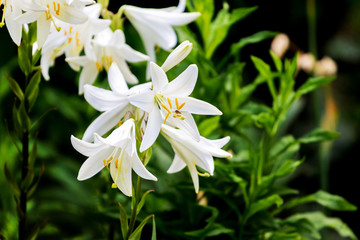 Fototapeta na wymiar White lilies on a dark green background_