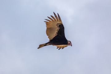 Turkey Vulture in flight. Turkey Vulture Cathartes aura, in flight, Dominican Republic.