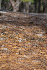 Vertical of pine needles on forest floor from ground level with diminishing perspective
