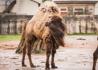Bactrian camels in Blackpool zoo that are also hairy camel in a pen with long fur winter coat to...