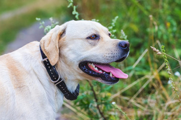 White labrador on green grass background, closeup portrait_