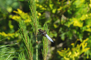 Close-up of Broad-bodied chaser dragonfly male (Libellula depressa) with large transparent wings and light blue body sitting on pine on blurred green background. Macro of insect.