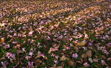 The pink blossoms in the park bloom seasonally. And fell beneath the tree, saw a beautiful pink...