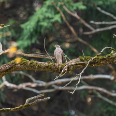 The Eurasian sparrowhawk (Accipiter nisus).