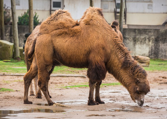 Bactrian camels in Blackpool zoo that are also hairy camel in a pen with long fur winter coat to keep them warm with two humps and tails in captivity England for entertainment and non profit animal