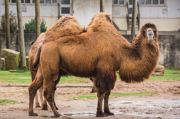 Bactrian camels in Blackpool zoo that are also hairy camel in a pen with long fur winter coat to keep them warm with two humps and tails in captivity England for entertainment and non profit animal