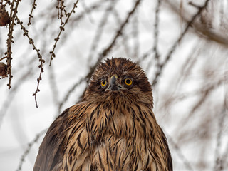 Portrait of a young northern goshawk (Accipiter gentilis). The northern goshawk (Accipiter gentilis) is a medium-large raptor in the family Accipitridae. 