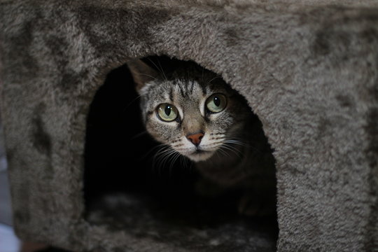 Gato atigrado escondido jugando