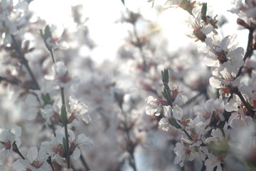 Beautiful cherry blossom flowers branches. Soft floral spring background,