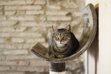 Gato atigrado tumbado