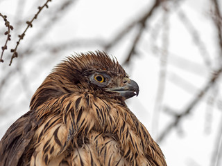 Portrait of a young northern goshawk (Accipiter gentilis). The northern goshawk (Accipiter gentilis) is a medium-large raptor in the family Accipitridae. 