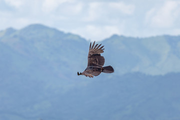 Turkey Vulture in flight. Turkey Vulture Cathartes aura, in flight, Dominican Republic.