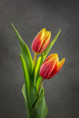 red and yellow tulip pair