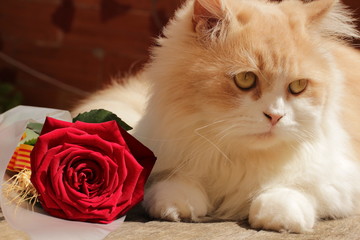 Obraz premium Postal gato con rosa