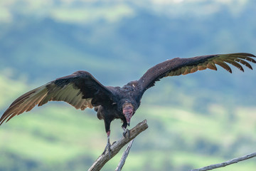 Turkey Vulture in flight. Turkey Vulture Cathartes aura, in flight, Dominican Republic.