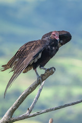 Turkey Vulture in flight. Turkey Vulture Cathartes aura, in flight, Dominican Republic.