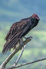 Turkey Vulture in flight. Turkey Vulture Cathartes aura, in flight, Dominican Republic.